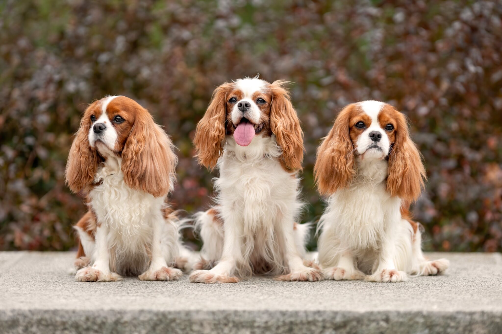 Why Cavalier King Charles Spaniels Are So Popular In Dog Shows