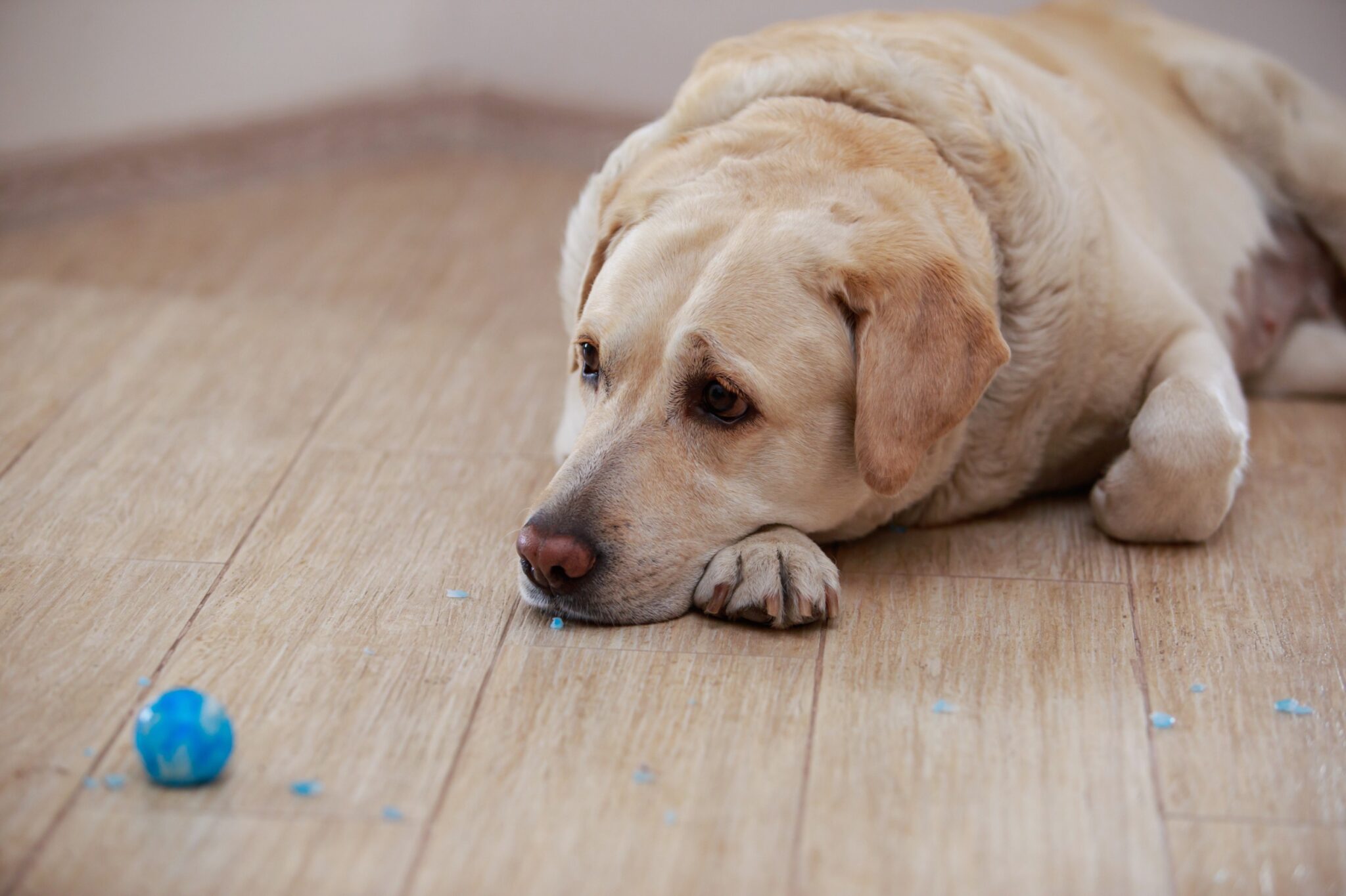 Voici Ce Qu'il Faut Faire Après Une Crise D'épilepsie Chez Votre Chien